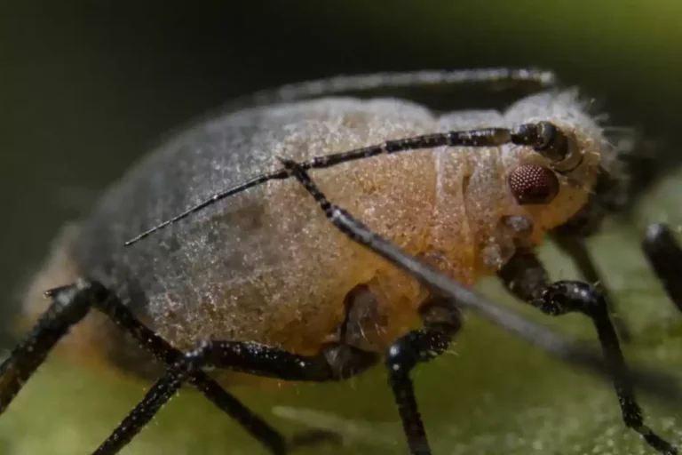 comment les pucerons arrivent sur les plantes