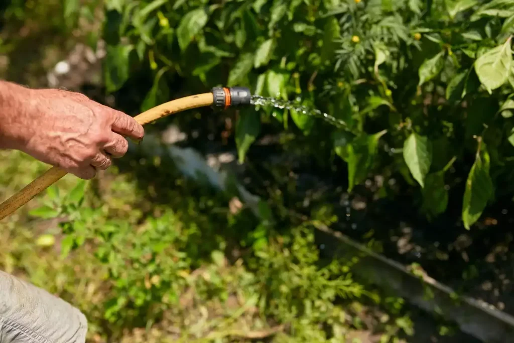 citronnier attaque par les fourmis