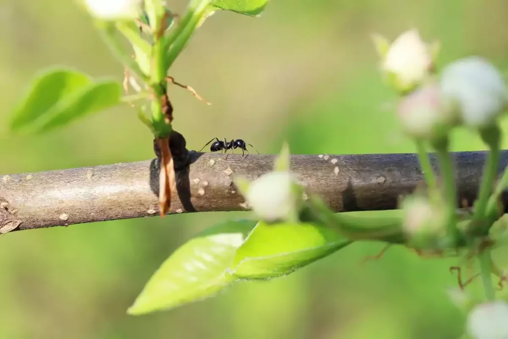 citronnier envahi fourmis