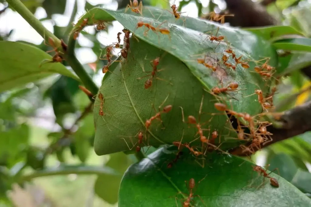 citronnier fourmis