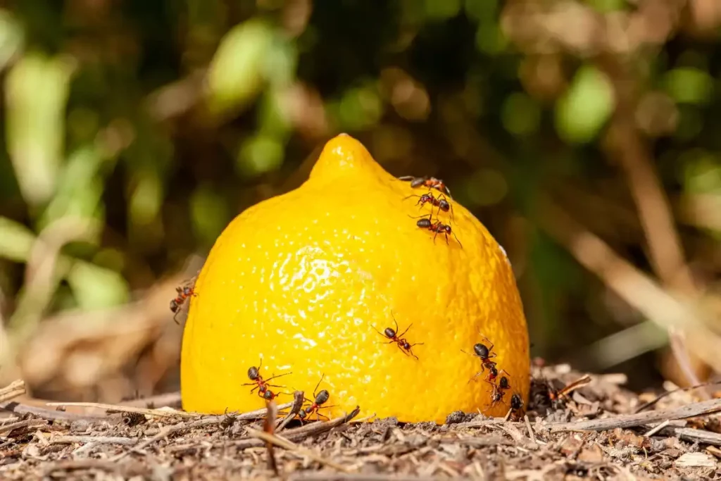 envahi de fourmis citronnier