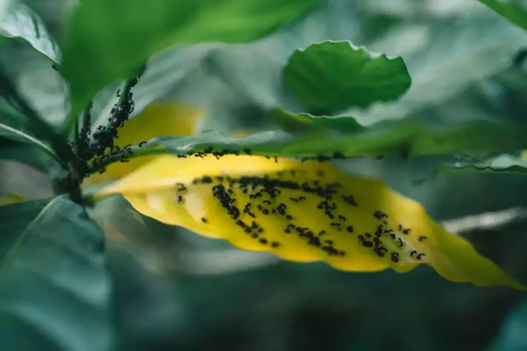 fourmis dans citronnier
