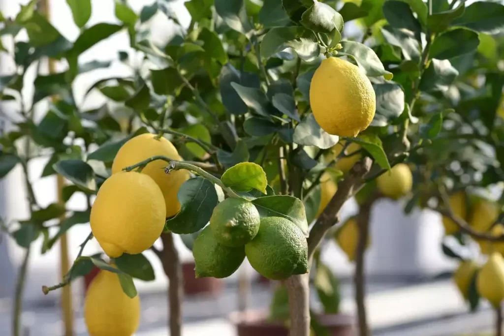 fourmis sur citronnier