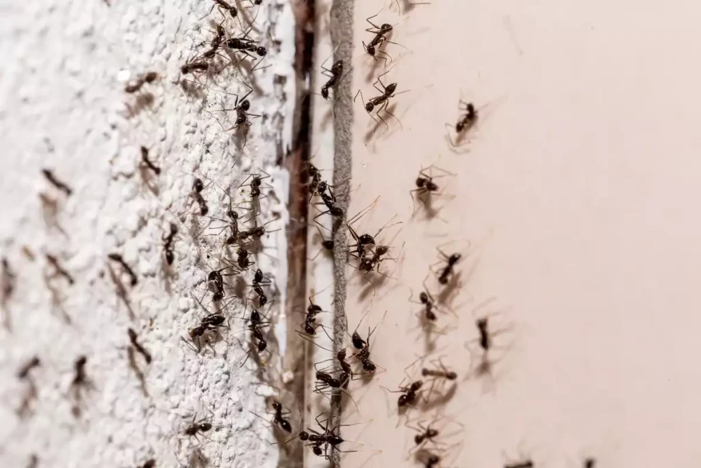 nid de fourmis dans un mur
