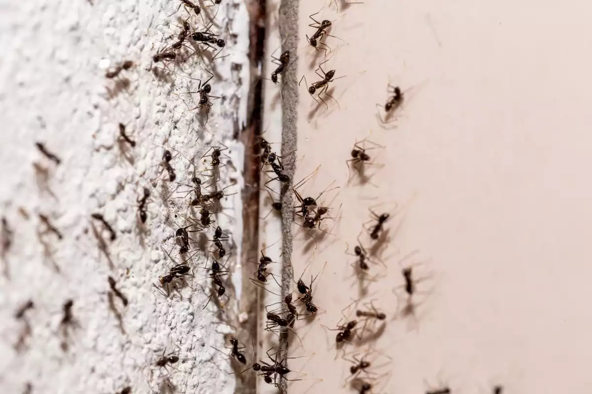 nid de fourmis dans un mur