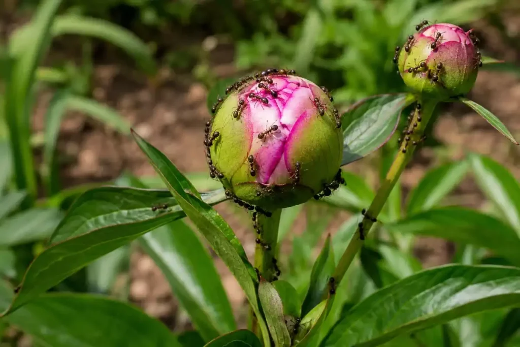 fourmis dans pivoine