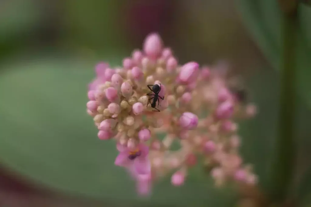 fourmis pivoine