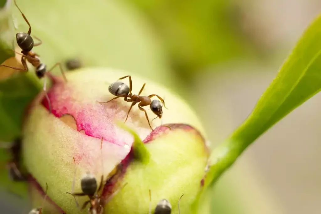 fourmis sur pivoine