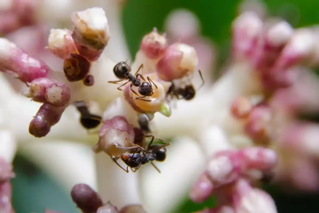 pivoine et fourmis