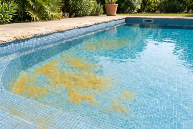 algue moutarde piscine