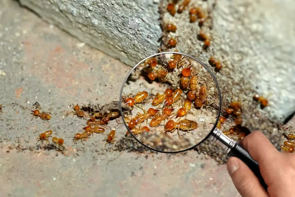 crottes de termites