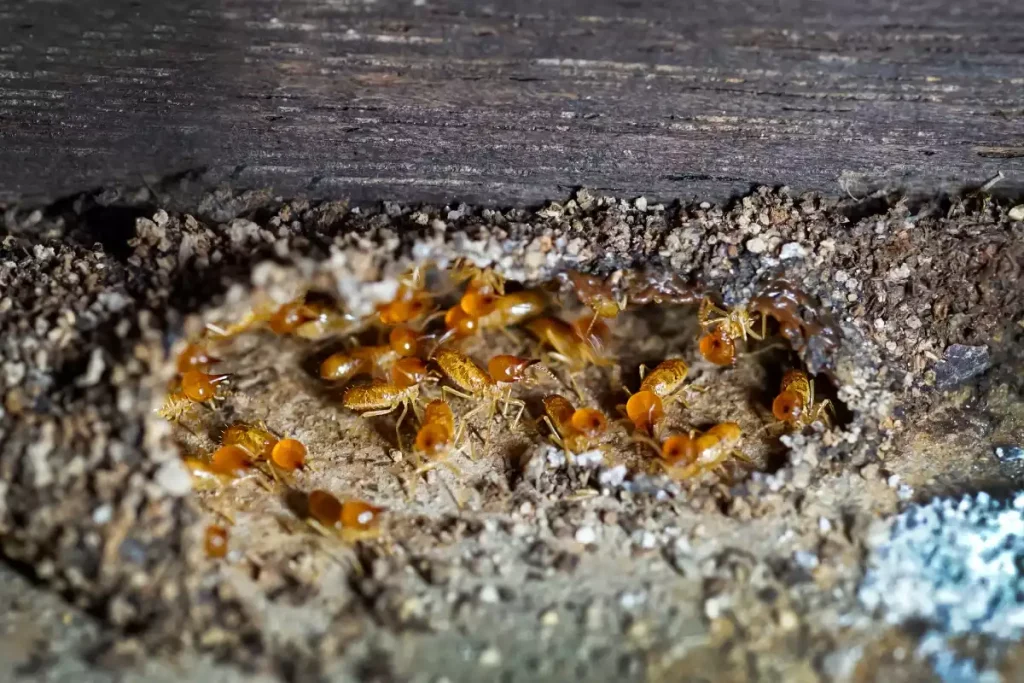 dejections de termites