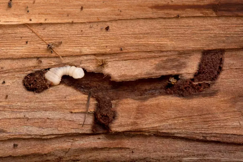 difference ver de bois ou termite