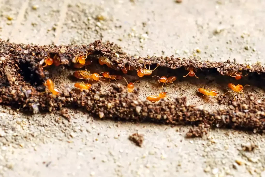excrement de termites