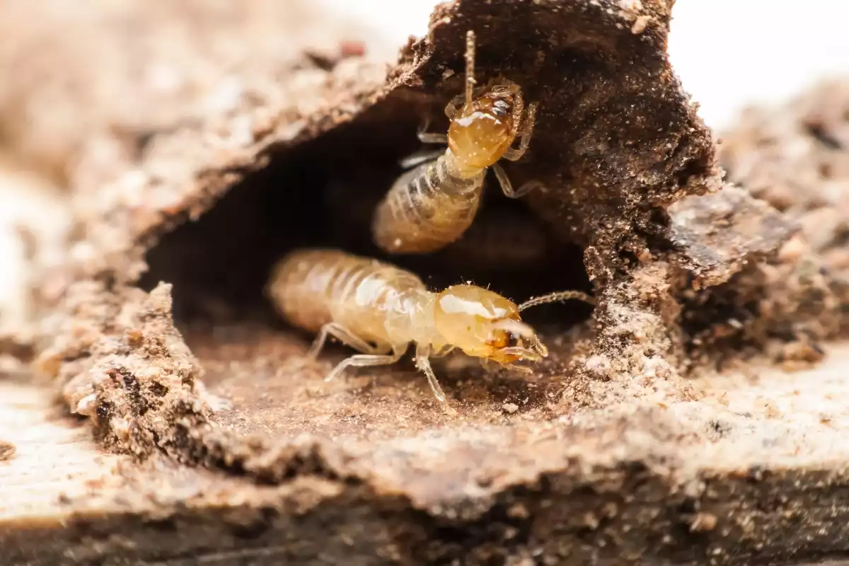 excréments de termites