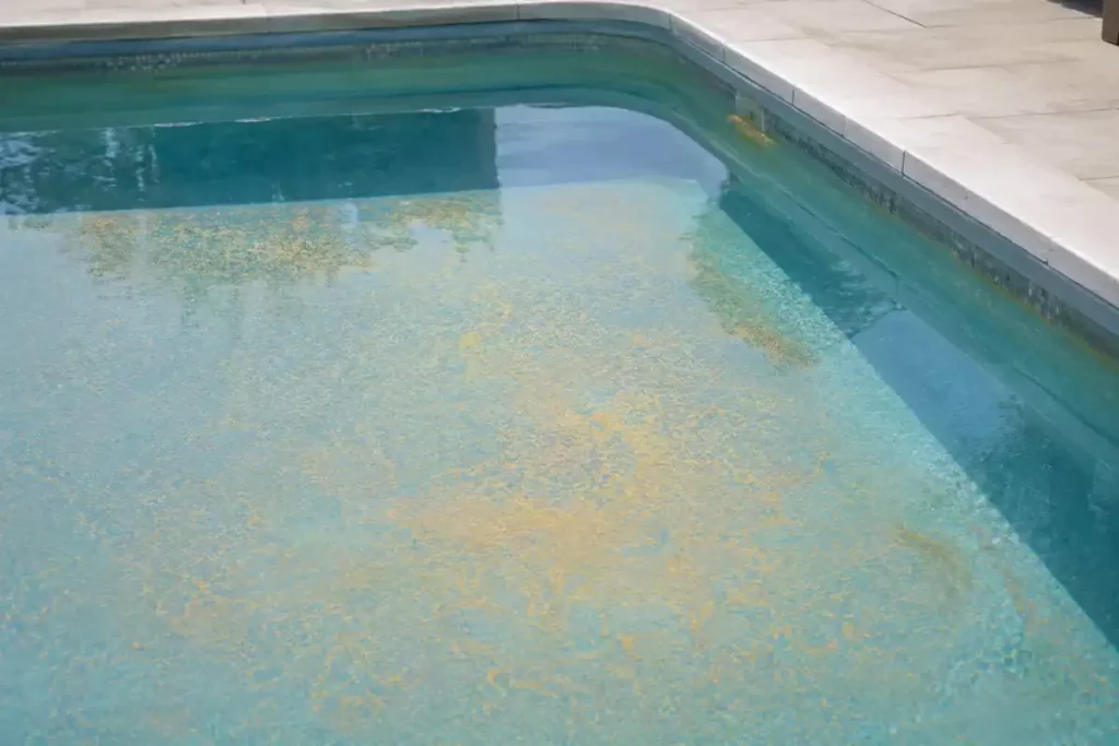 piscine algue moutarde