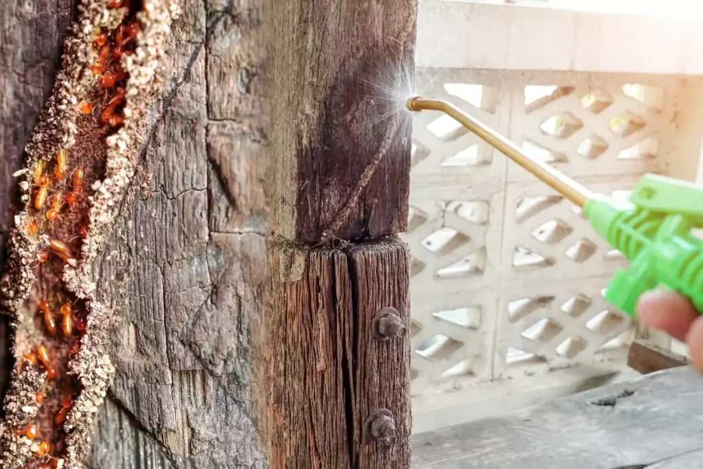 termite ou ver de bois