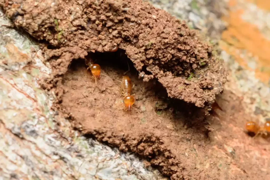 traces de termites