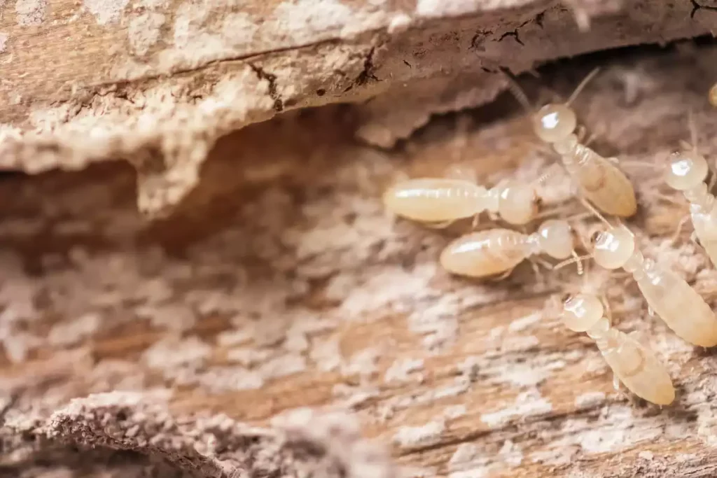 ver bois termite