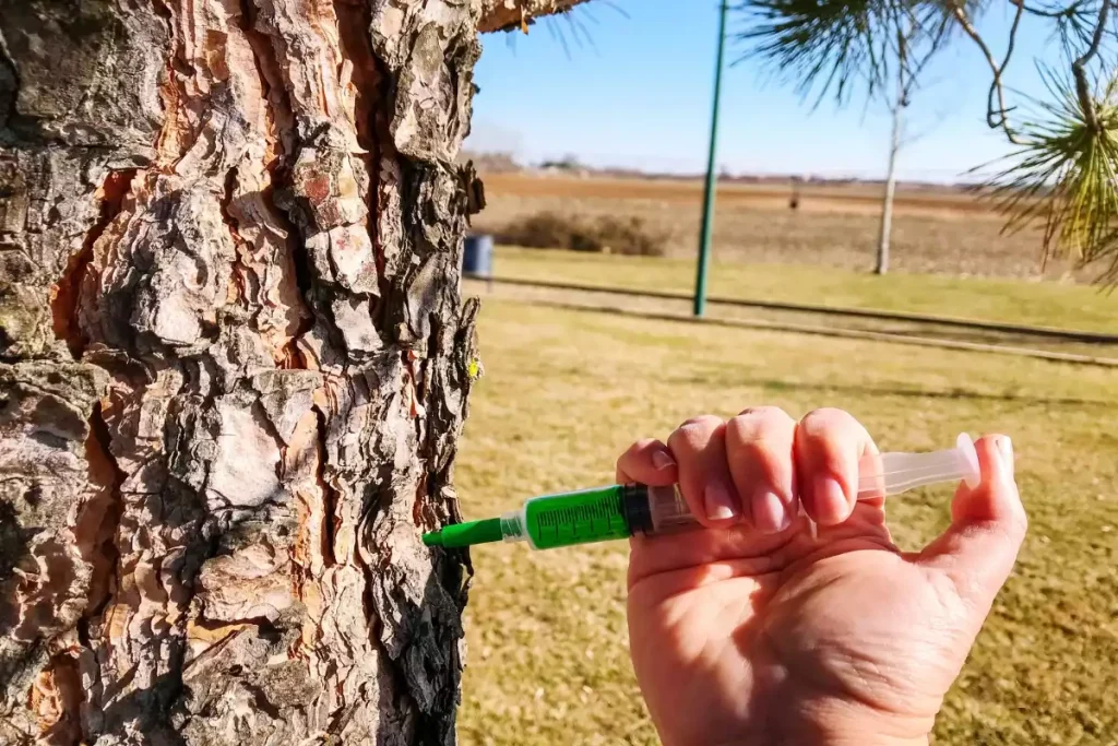 ver de bois et termite