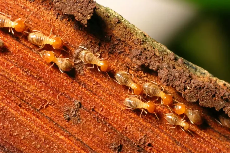 ver de bois termite