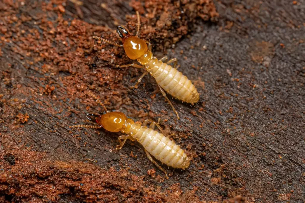 ver de bois vs termite