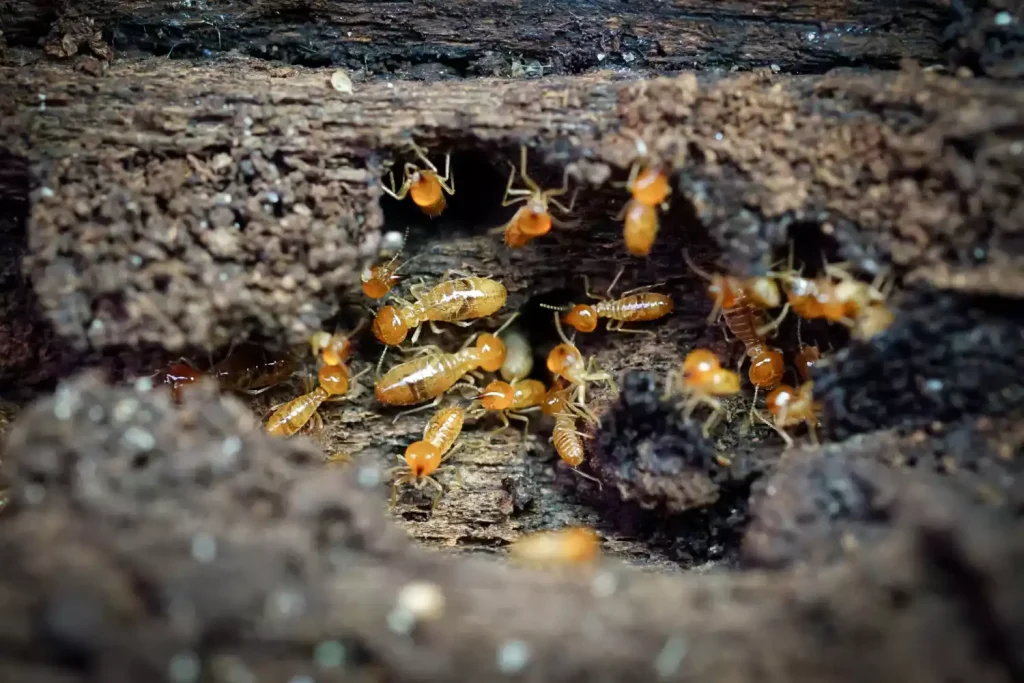 J’ai des termites dans mon jardin : ma maison est-elle en danger ?