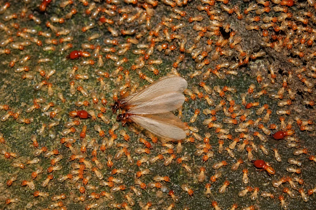 Pourquoi faut-il s’en soucier vraiment  des termites volzntes