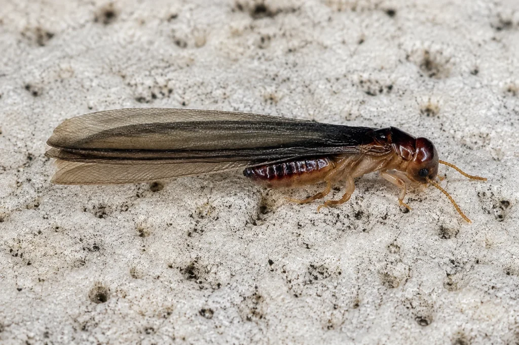 Face à un début d’infestation de termites : quels réflexes adopter ?