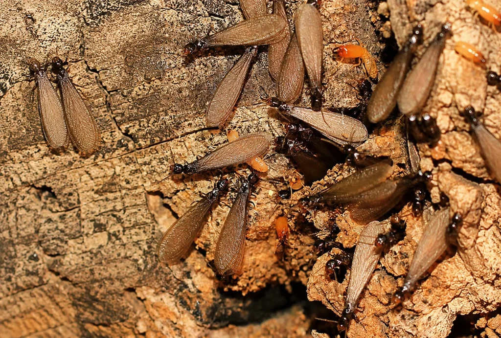 Comment réagir face à une invasion inattendue ?