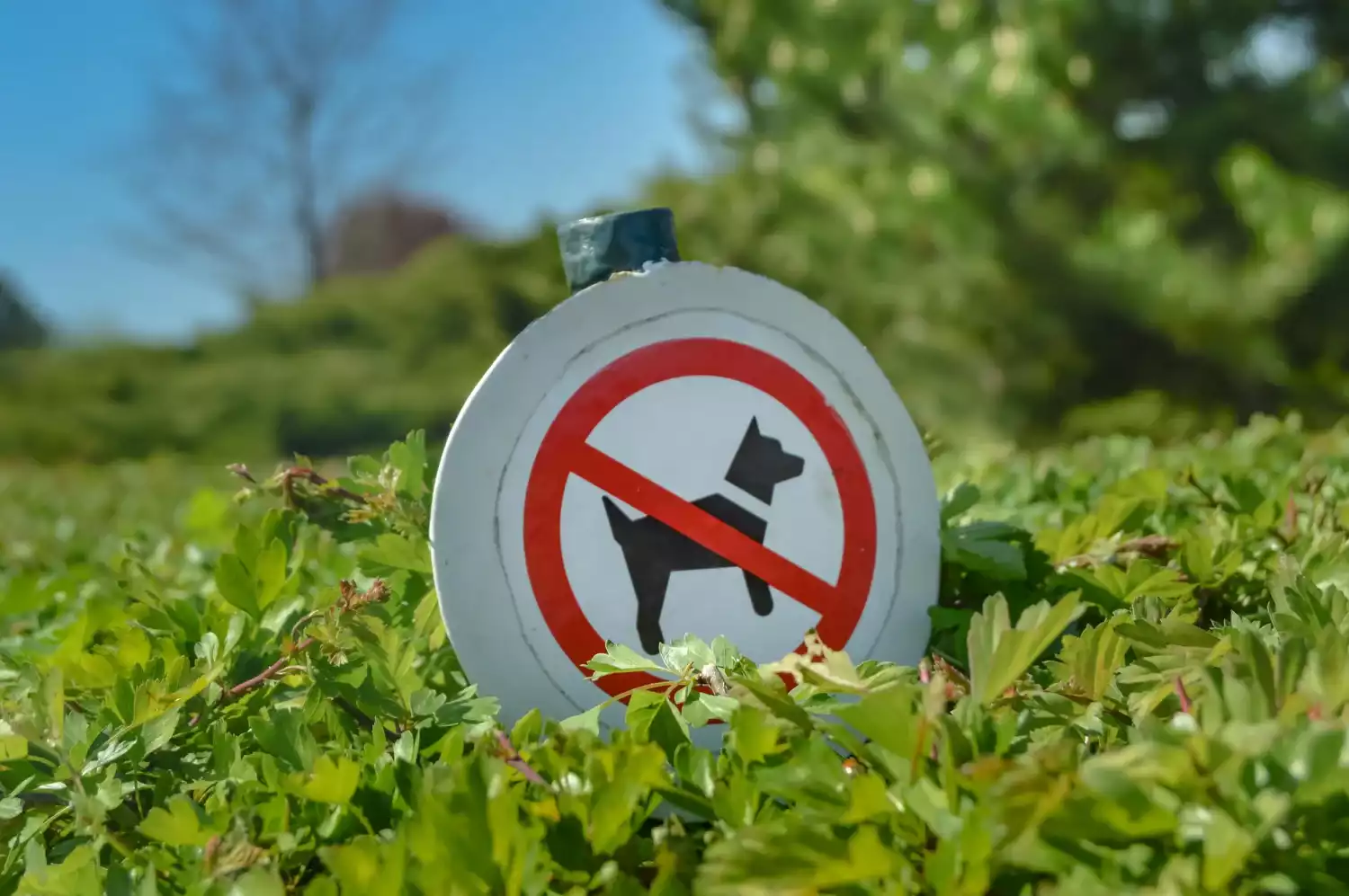 Répulsifs pour chiens : les solutions pour protéger votre jardin