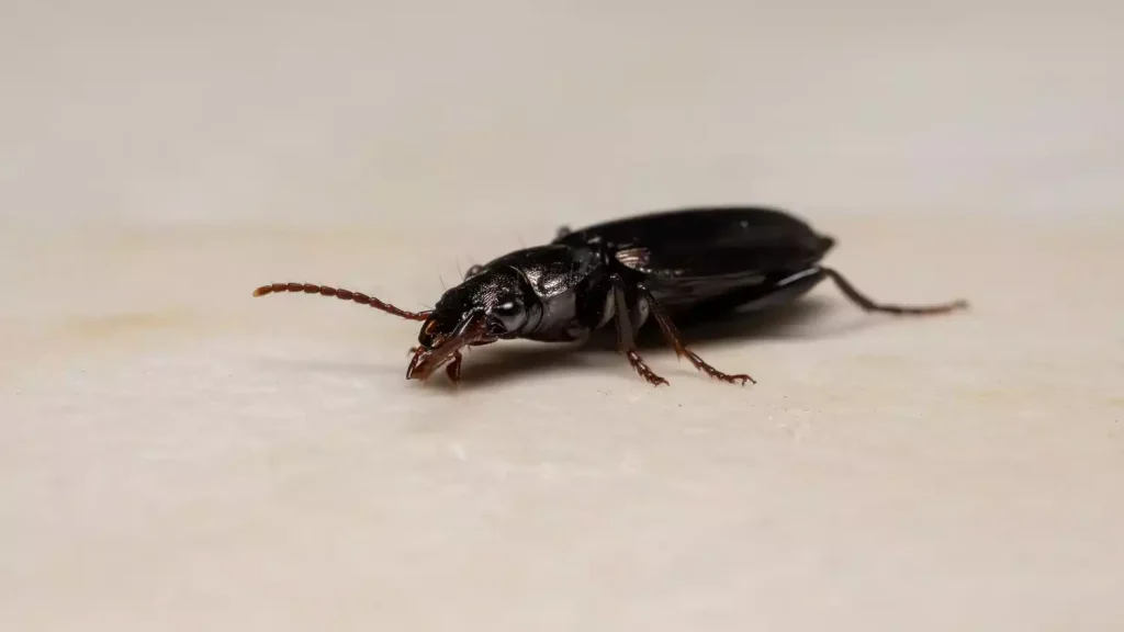 Petits insectes noirs dans la maison : comment arrivent-ils chez vous ?