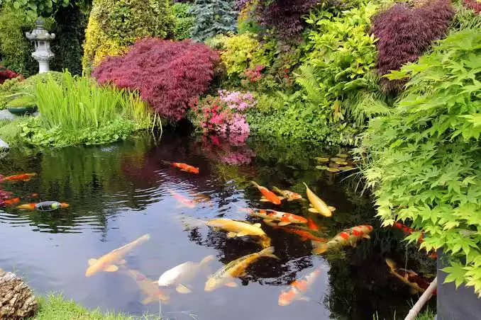 Concevoir un bassin adapté aux plantes et aux poissons