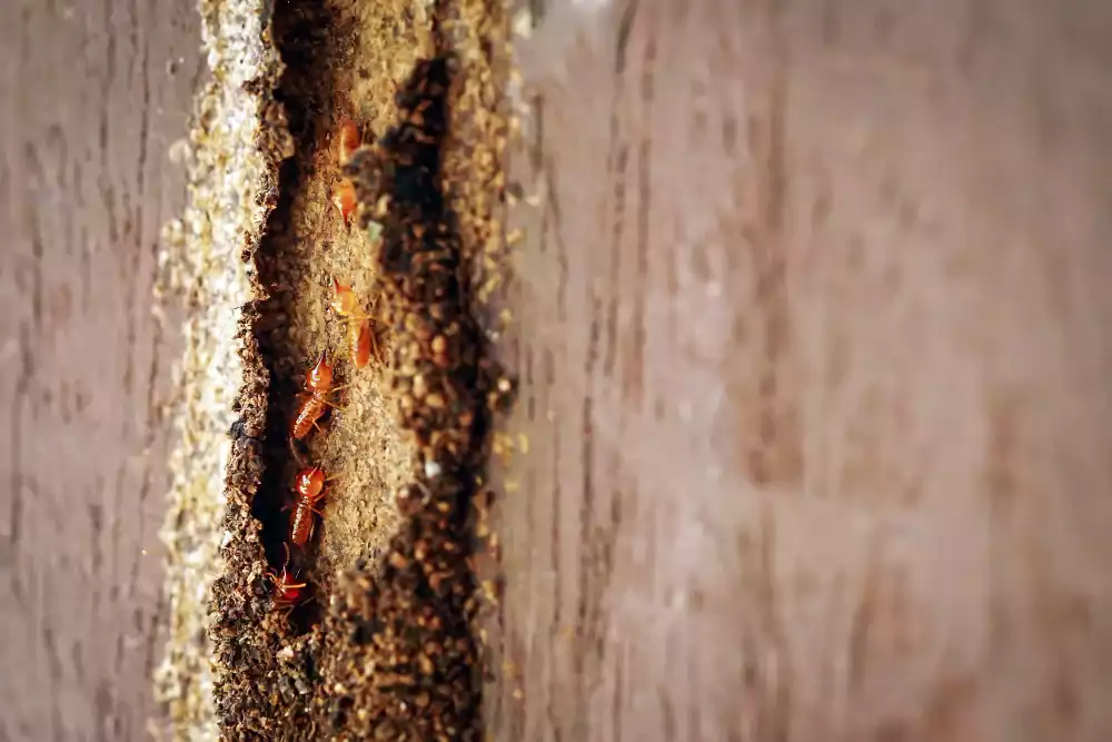 Quelles alternatives sont vraiment efficaces contre les termites ?