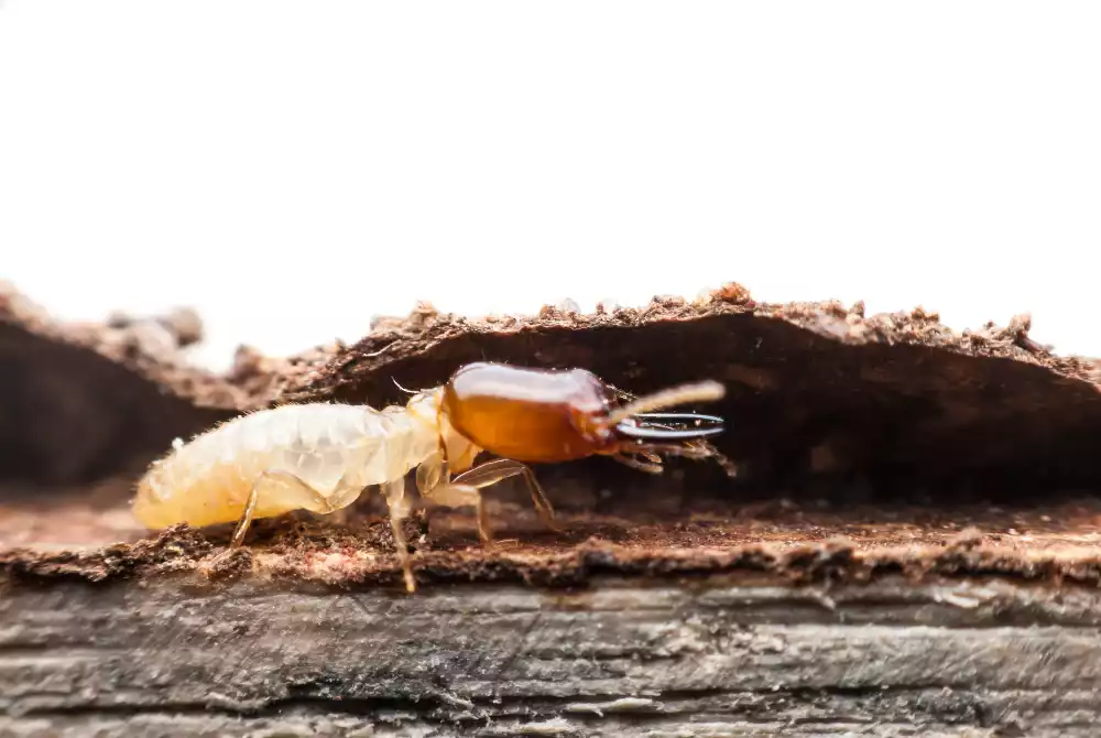 Comment protéger naturellement sa maison contre les termites ?