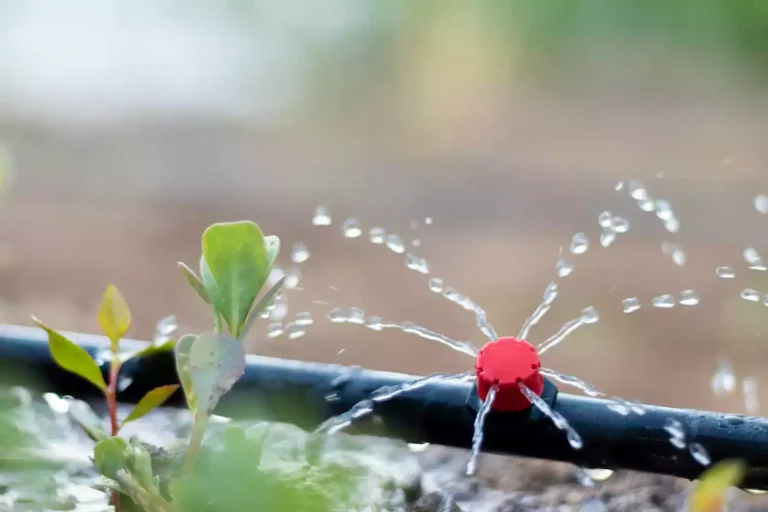 Arrosage goutte-à-goutte : comment adopter la technique maligne pour votre jardin